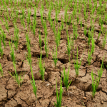 Como a agricultura, segundo João Eustáquio De Almeida Junior, enfrenta os períodos de estiagem e aplica estratégias para manter a produtividade.