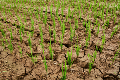 Como a agricultura, segundo João Eustáquio De Almeida Junior, enfrenta os períodos de estiagem e aplica estratégias para manter a produtividade.