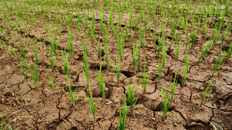 Como a agricultura, segundo João Eustáquio De Almeida Junior, enfrenta os períodos de estiagem e aplica estratégias para manter a produtividade.