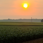 Parajara Moraes Alves Junior